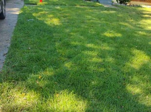 Sherri M.'s Lawn Mowing Service service result