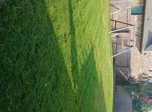 Teresa M.'s Lawn Service service result