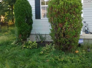 Bush Trimming by Crystal Hathaway for Christine J. in Edgewood, MD