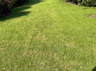 Sandy G.'s Lawn Care service result