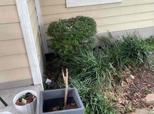 Bush Trimming by Jeff Templeton for Justin C. in Houston, TX