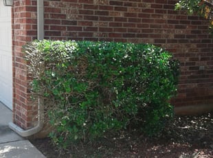 Bush Trimming by Brendan Warren for Marie S. in Edmond, OK