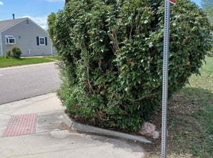 Bush Trimming by Joshua Hines for Charlene C. in Denver, CO