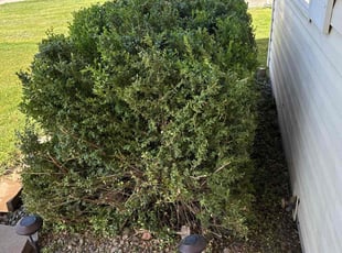 Bush Trimming by Tim Root for Rebecca M. in Caldwell, ID