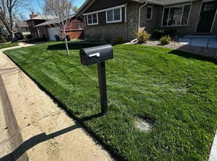 Dorothy D.'s Lawn Mowing service result