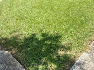 Wynn L.'s Yard Cutting service result