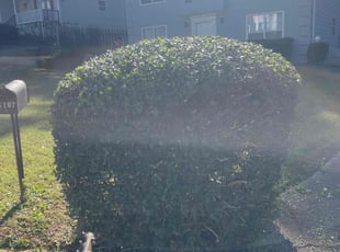 Bush Trimming by Daniel Burse for Henri V. in Marietta, GA
