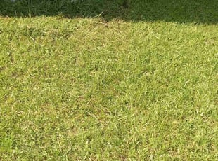 Grant G.'s Lawn Mowing Service service result