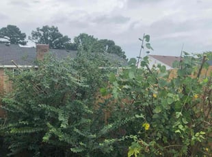 Bush Trimming by Don Jones for Antonio P. in Chesapeake, VA