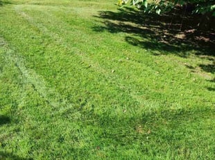 Janice S.'s Lawn Mowing Service service result