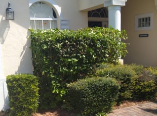 Bush Trimming by Marcelo Hernandez for WILLIAM m. in Davenport, FL