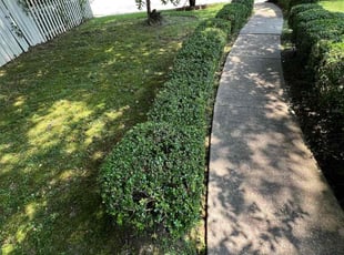 Bush Trimming by Chandler Craig for Phyllis . in Mobile, AL