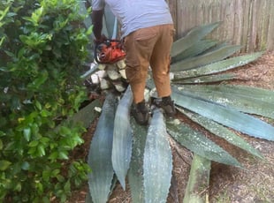 Sarah V.'s Landscaping service result