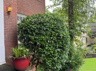 Bush Trimming by Armando J for Alejandro M. in Duluth, GA