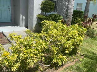Bush Trimming by Corey Johnson for Ryan M. in Riverview, FL