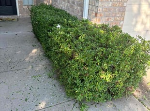 Bush Trimming by Logan Holzmeier for JIM P. in Burleson, TX