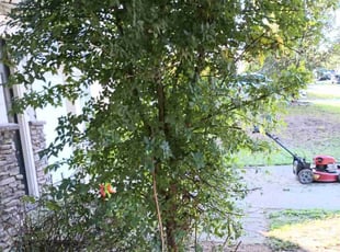 Bush Trimming by Cedric Mullins for Naquan C. in Concord, NC