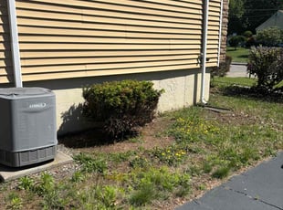 Bush Trimming by Tutu Okundaye for Barbara W. in Randolph, MA