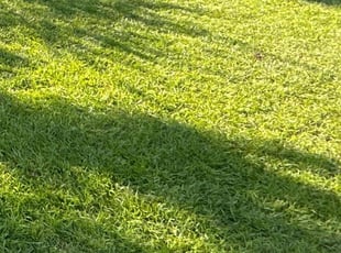 Patty H.'s Yard Cutting service result