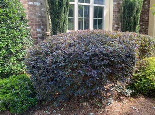 Bush Trimming by Mefy Morales for Derrick W. in Smyrna, GA