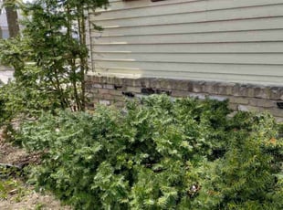 Bush Trimming by Joseph Schmidt for Michael V. in West Allis, WI