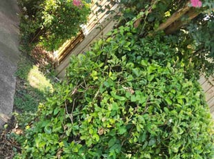 Bush Trimming by Manuel Solis Soto for Sarah H. in Garland, TX