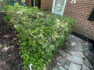 Bush Trimming by Amber Fuentes for Vicky H. in Washington, DC