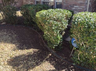 Bush Trimming by Devonn Ford for John P. in Fort Worth, TX