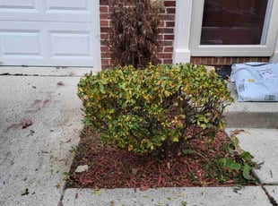 Bush Trimming by James Mckenzie for Krisa H. in Upper Marlboro, MD