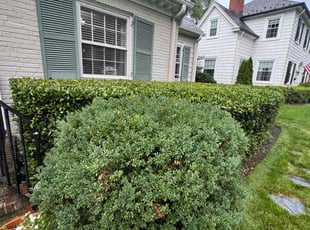 Bush Trimming by Luchie James for Taylor H. in Richmond, VA