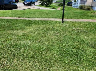 Leticia E.'s Lawn Mowing service result