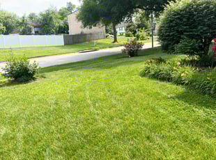 Anna L.'s Grass Cutting service result