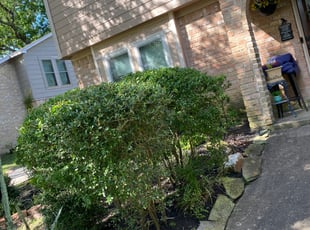Bush Trimming by Paz Silva for Michael V. in Spring, TX