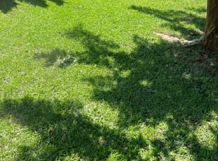 VALERIE V.'s Lawn Mowing service result