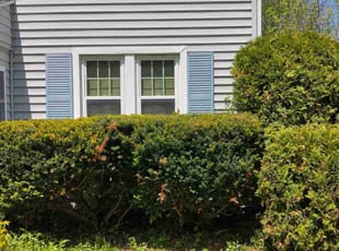 Bush Trimming by Markus Watson for Paul B. in Rochester, NY