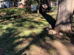 Leaf Removal by Shaniqua Parker for Dionicio H. in Decatur, GA