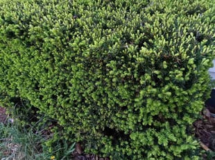 Bush Trimming by Gregeory McDannell for Stanley S. in Carlisle, PA