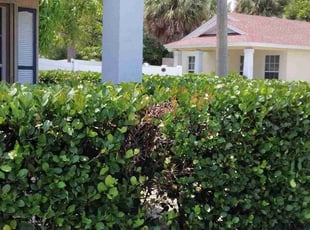 Bush Trimming by Robert Hernandez for Steeve E. in West Palm Beach, FL