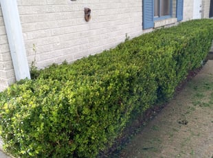 Bush Trimming by Gary Allen for Jayro m. in Terrytown, LA