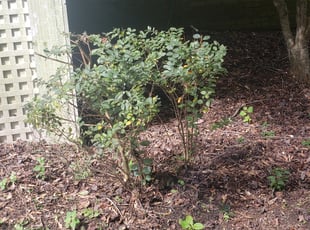 Bush Trimming by Paul Norman for Lindsay H. in Denver, NC