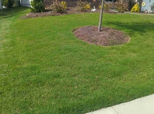 Tommy C.'s Yard Cutting service result