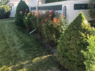 Bush Trimming by David Rordame for Melissa F. in Salt Lake City, UT