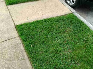 Valerie L.'s Lawn Mowing Service service result