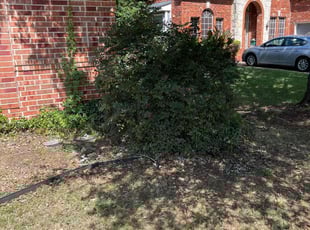 Bush Trimming by Jai Kately for Simeon B. in Grand Prairie, TX