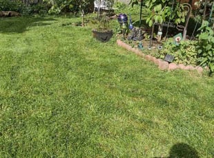 Angel S.'s Yard Cutting service result