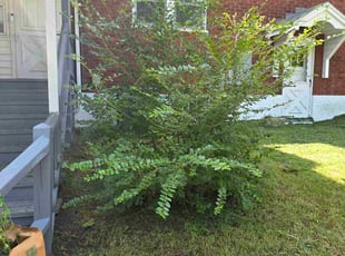 Bush Trimming by Carla Cochran for Tammy P. in Harrisonburg, VA
