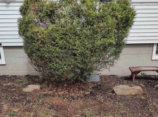 Bush Trimming by Matthew Spinelli for Celina J. in Stratford, CT