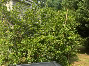 Bush Trimming by Manny Chavez for James J. in Fredericksburg, VA