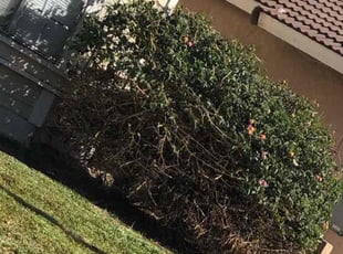 Bush Trimming by Edgar Gallardo for Ella P. in Fontana, CA