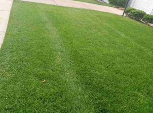 Pallas F.'s Lawn Care service result